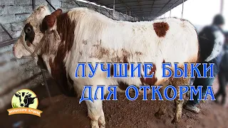 Молбозори Хучанд.Лучшие быки для откорма. Букахо бо вазни зинда, ва бо пояш савдо. Молхои Зафаробод.