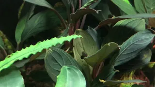 Bucephalandra Achilles-the secret of growing!!!