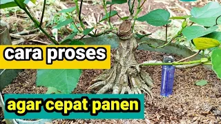 cara program bahan bonsai waru  #bonsaiwaru#krisnabonsai#waruindonesia