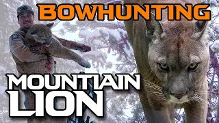 Colorado Lion Hunting - Bowhunting Mountain Lions 2024