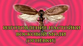 ИЗГОТОВЛЕНИЕ НАСТОЙКИ ВОСКОВОЙ МОЛИ ( ОГНЁВКИ )