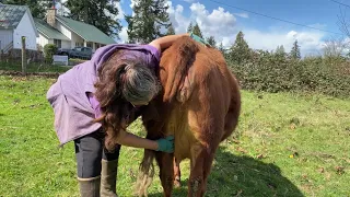 Irish Dexter Family Milk Cows:  Part 1, How to train a milk cow. Elemental Faye.