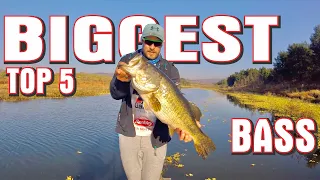 Our TOP 5 BIGGEST BASS CAUGHT on YOUTUBE !! Bass Fishing South Africa, Albert Falls.