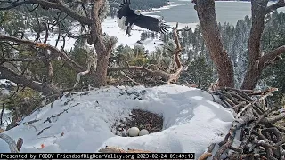 Morning, Jackie brings the fish FOBBV CAM Big Bear Bald Eagle Live Nest - Cam 1 / Wide View - Cam 2