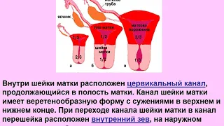 Анатомия женской половой орган