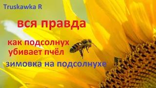 #Bees. Mistakes after the main trick. Tales about sunflower honey. Winter or be afraid of such honey
