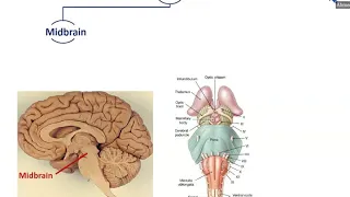 Overview of the Brain (2) - Dr. Ahmed Farid