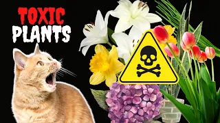 17 Common Houseplants That Are TOXIC to Cats