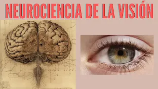 Neurociencia de la Visión