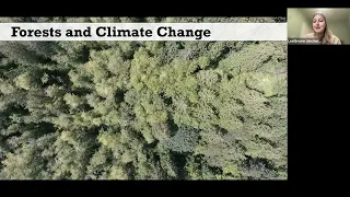 Trees and Climate Change