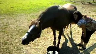 Alicia Rubbing Bills Horse Belly