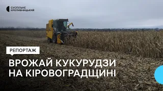 Врожай кукурудзи на Кіровоградщині