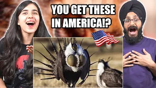 Indians React to Awesome Animals Only Found In The USA!!