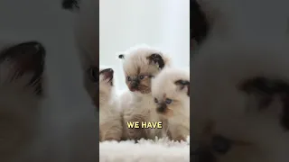 Puppies vs Kittens: The Ultimate Cuteness Showdown