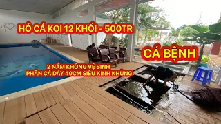 HỒ CÁ KOI 500 CÀNH - 2 NĂM KHÔNG VỆ SINH - PHÂN CÁ DẦY 40CM SIÊU KINH KHỦNG - CÁ BỆNH - BRVT