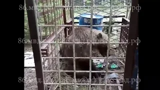 Полицейские и специалисты Природнадзора спасли истощенную медведицу