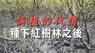 【濕地生態】誤植的代價：種下紅樹林之後 (我們的島 第1088集 2021-01-11)