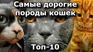 ТОП 10, Самые Дорогие породы Кошек
