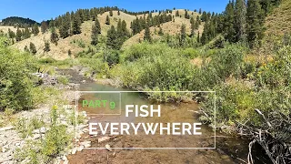 Never seen a stream with SO MANY fish!  9wk truck camping p9