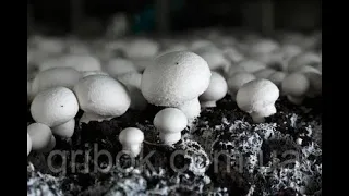 Шампиньоны выращивание в домашних условиях Как выращивать ГРИБЫ How to grow MUSHROOMS Champignon