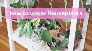 How to Water Houseplants | Using a Moisture Meter