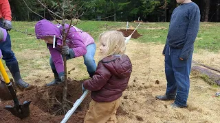 New Fruit Trees, New Lambs, and an Azolla Harvest