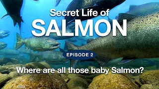 Secret Life of Salmon  |  Episode 2 - "Where are all those baby Salmon?"