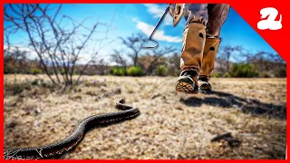 A Black Rattlesnake Leads Me Straight to His Den