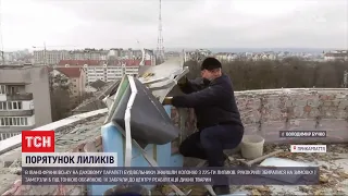 В Івано-Франківську врятували велику колонію червонокнижних кажанів