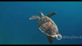 Flying Turtle