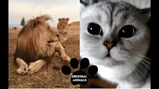 Original Animals #3. CUTE AND FUNNY ANIMALS VIDEO/ МИЛЫЕ И СМЕШНЫЕ ЖИВОТНЫЕ.