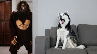 Husky Pranked By Scary Big Foot!
