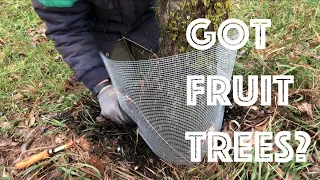BEST Tree Guard How To Build and Install
