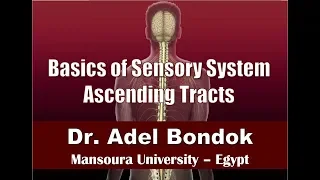 Basics of Sensory System and Ascending Tracts, Dr Adel Bondok