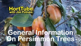 How to grow Fuyu Persimmons - Also Details on Native Persimmons