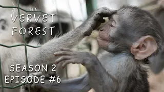 Orphan Baby Monkeys Meet Their New Monkey Family Through The Fence - Vervet Forest - S2 Ep. 6