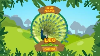 Indian Peacock - Leo The Wildlife Ranger Animal Diaries | Animal Facts for Kids