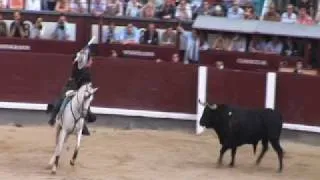 Bull Fighting