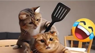 Best funniest animals 2024 😍 Funniest cat's 🤣😻😂 part 50 @Laughing_pawas @ChefCatChangAn_