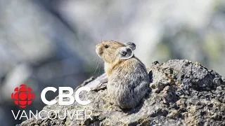 Fluffy mammals captivating UBC Okanagan researchers
