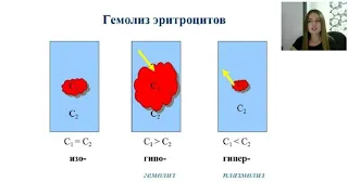 Мини занятие ДИФФУЗИЯ И ОСМОС КЛЕТОК КРОВИ