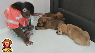 YoYo JR helps dad take care of Milk, CoCo and puppies