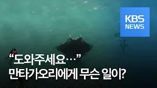 [클릭@지구촌] “도와주세요”…스스로 구조 요청한 만타가오리 / KBS뉴스(News)