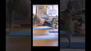 Cat yoga life