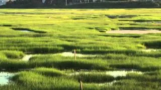 Intro to Salt Marshes