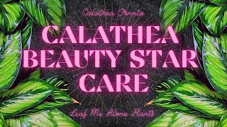 Calathea Beauty Star (Calathea Ornata) Care Guide