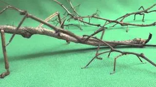 BICHO-PAU /  STICK  INSECT / J.B.ROMANI