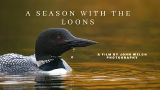 A Season with the Loons: Healing From Loss With A Loon Family