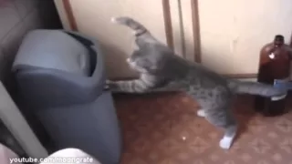 Serious Boxing Cat! | Серьезный кот-боксер