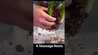 Repot a Snake Plant in 8 Steps